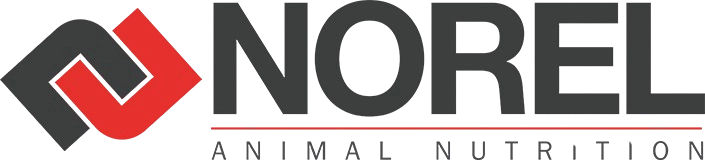 NOREL S.A. NOREL S.A.