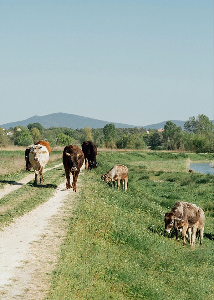 Adiprem, Forjando un Futuro de Innovación y Compromiso en la Salud y Nutrición Animal